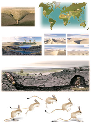 Editions Atlas - Les animaux du desert