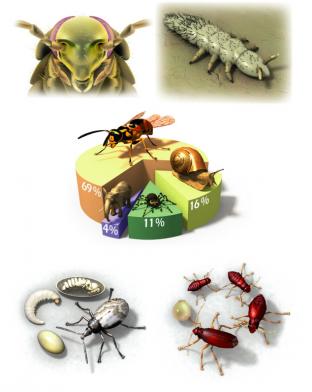 Editions Atlas - Les insectes