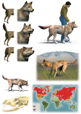 Editions Atlas - Les loups