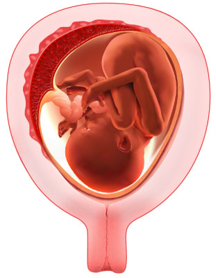 Science &Vie Hors Série N° 234 Formation du placenta uterus