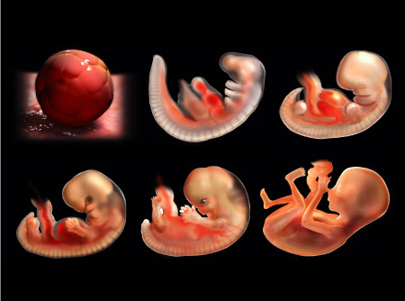 Science &Vie Hors Série N° 234 - développement de l'embryon