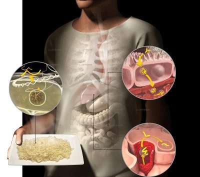 Science & Vie - Rice and genetics
