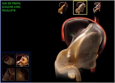 digestive surgery, side view