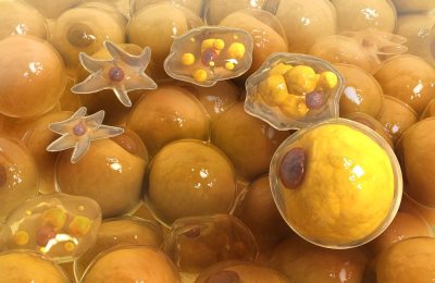 Pour la Science. Adipocyte formation 2
