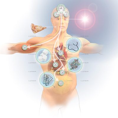 Pour la Science magazine. Circadian cycles
