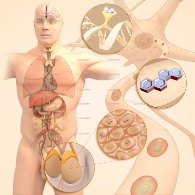 Pour La Science - Endocrine disruptors