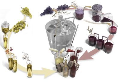 The stages of winemaking
