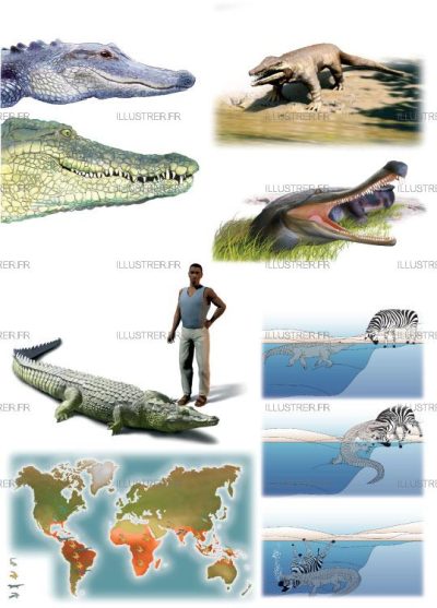 Editions Atlas - Crocodiles
