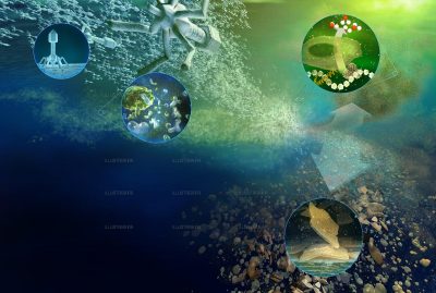 Science & Vie - Marine viruses