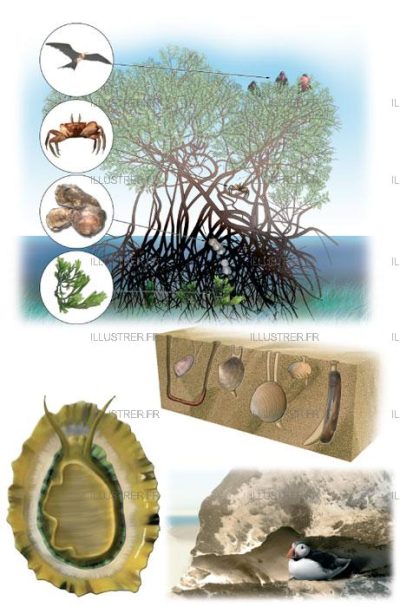 Éditions Atlas – Sea animals