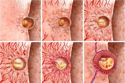 Science & Vie Special Issue No. 234 Placenta formation stages