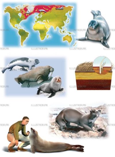 Editions Atlas - Seals