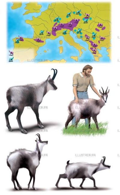 Editions Atlas - Chamois