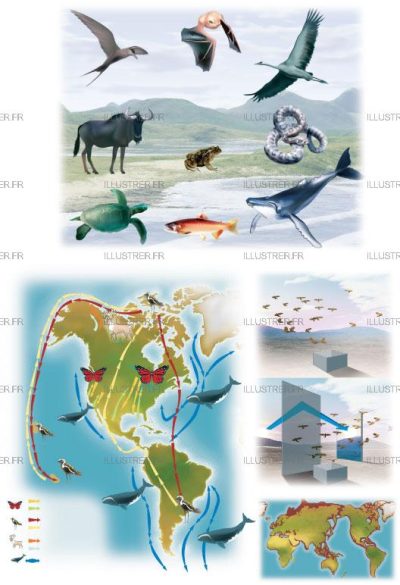 Éditions Atlas – Migrating animals