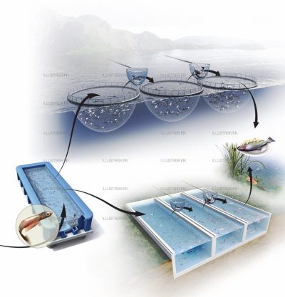 Science & Vie - Fish farming 1