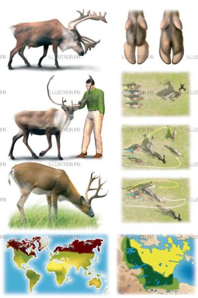 Éditions Atlas – Caribou