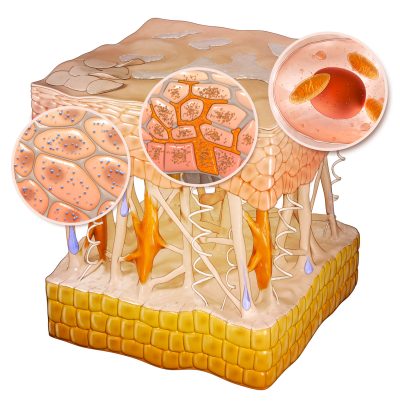 Cross-section of skin. Valmont Cosmétique.