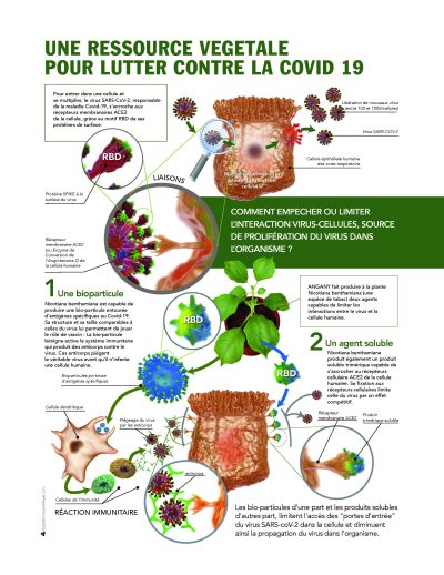 Angani — Covid-19 vaccine research