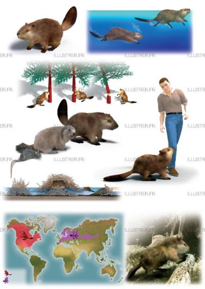 Éditions Atlas – Beavers