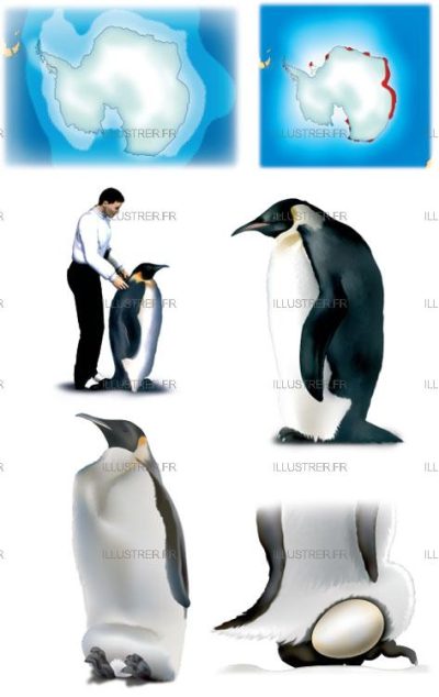 Editions Atlas - Penguins