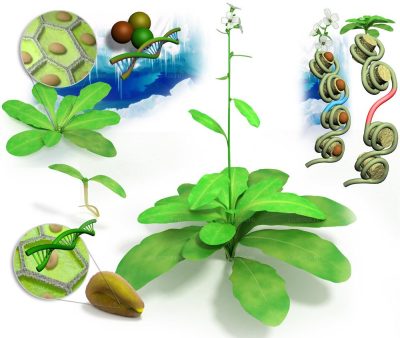 Pour la Science magazine. The mechanism of flowering 1