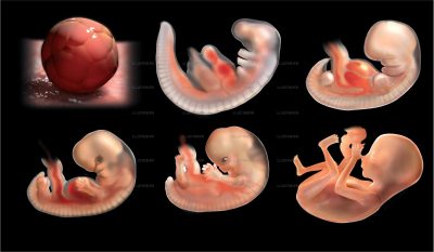 Science & Vie Special Issue No. 234 - Embryo development