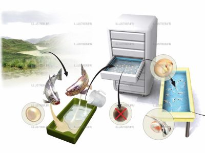 Science & Vie - Fish farming 2