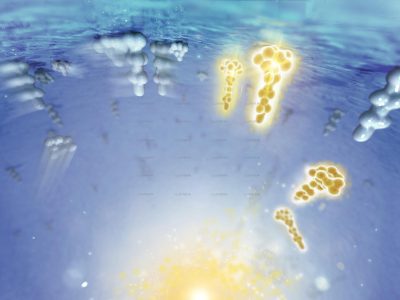 Science & Vie - Life in a drop of water