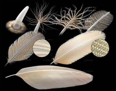 Science & Vie. The stages of feather development.