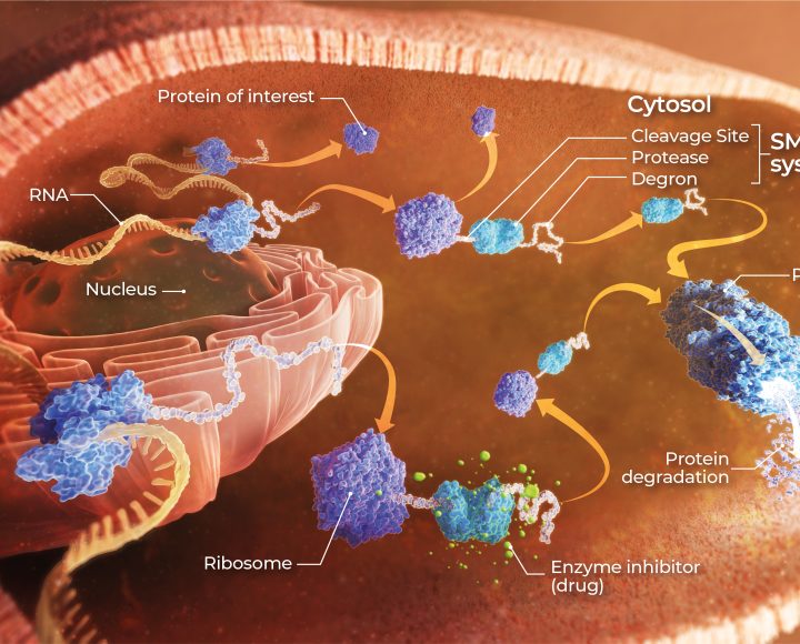 Scientific illustrations