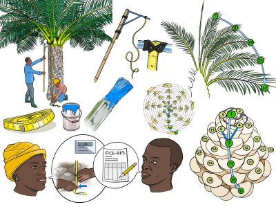 Centre of Resiliency - Illustrations for agronomic fact sheets