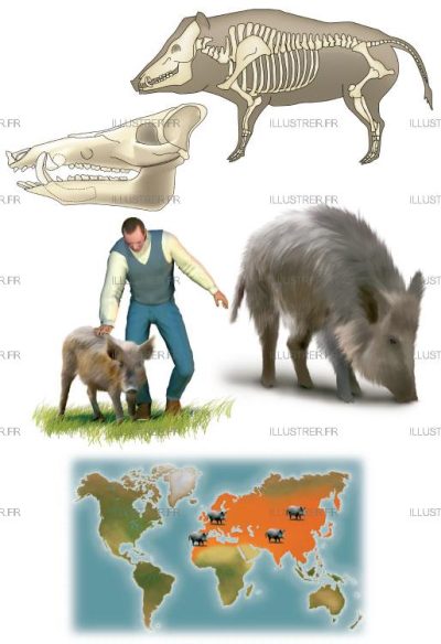 Editions Atlas - Wild boar