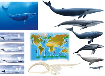 Éditions Atlas – Whales