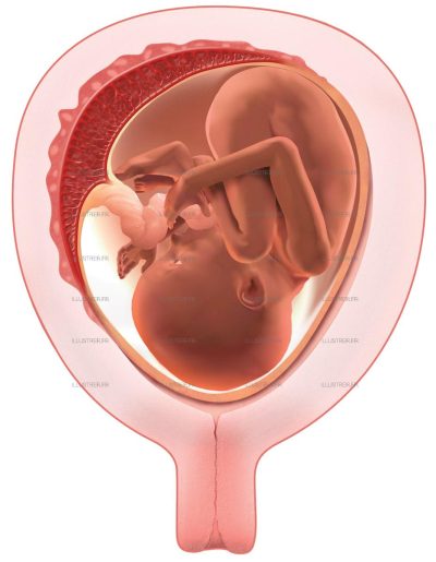 Science & Vie Special Issue No. 234 Placenta formation uterus