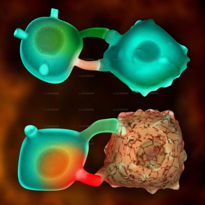 Pour La Science — NK cells
