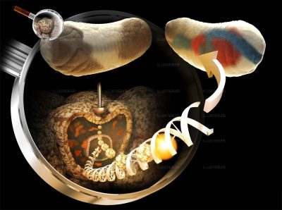 Pour la Science. Gene mechanosensitivity 1
