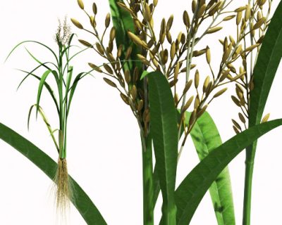 Science & Vie Junior. A resistant rice plant