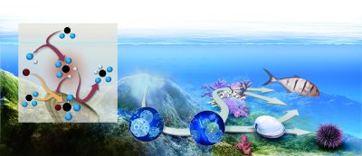 Marine pollution — Science&Vie 1054