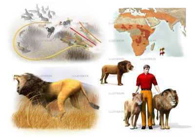Editions Atlas - Lions
