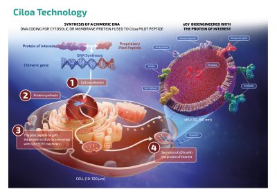 Ciloa Technology - Synthesis of a chimeric DNA