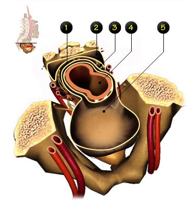 Digestive surgery - pouch of Douglas