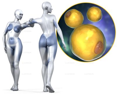 Pour la Science. Adipocyte formation 3