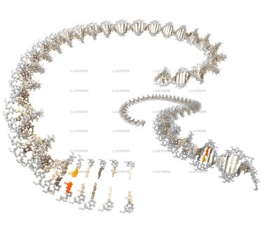 Science & Vie - Creating DNA bases