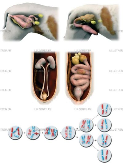 Éditions Atlas – Mammal reproduction