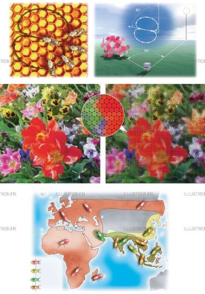 Editions Atlas - Bee
