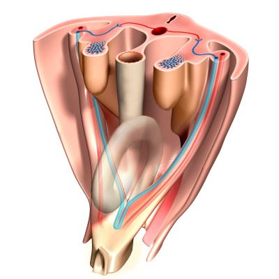 Science & Vie Special Issue No. 234 Cross-section of the embryonic genital system