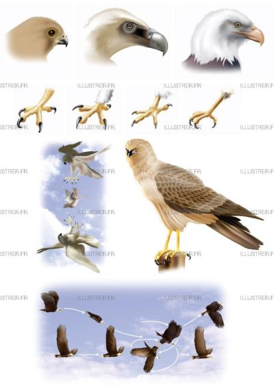 Editions Atlas - Birds of prey