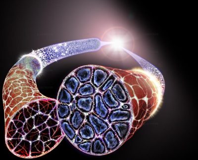 Science & Vie - Formation of the universe, two Big Bang timelines