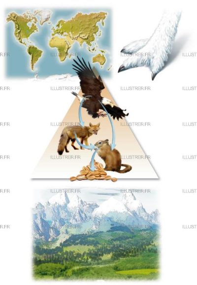 Éditions Atlas – Mountain animals