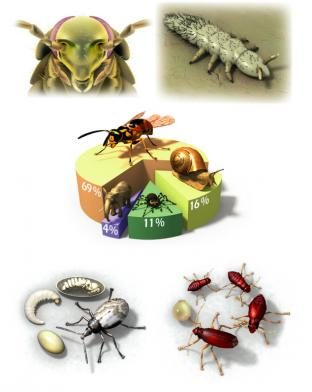 Editions Atlas - Insects